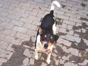 Cachorro raça SRD idade 4 anos nome Fred