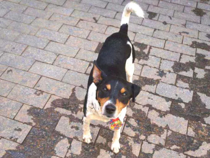 Cachorro ra a SRD idade 4 anos nome Fred