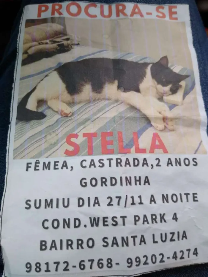 Gato ra a SRD-ViraLata idade 2 anos nome Stella