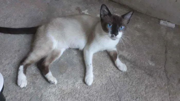 Gato ra a Mestiça de siamês idade  nome Bella