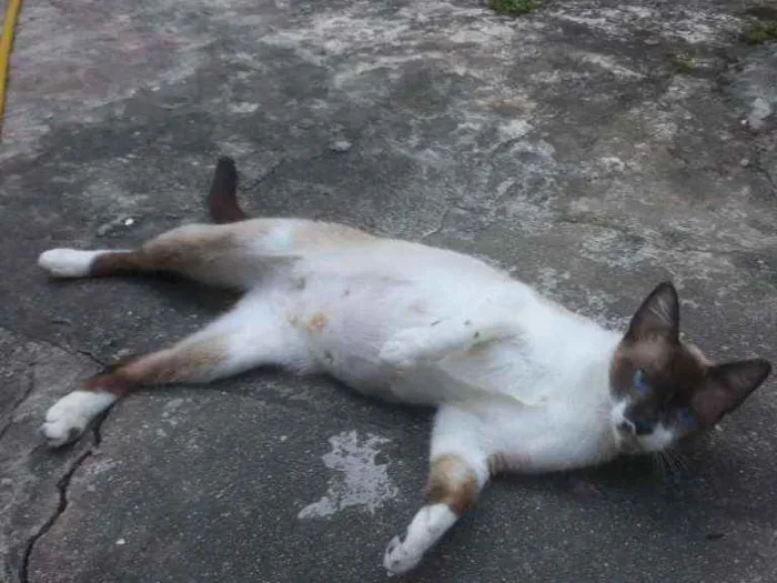 Gato ra a Mestiça de siamês idade  nome Bella