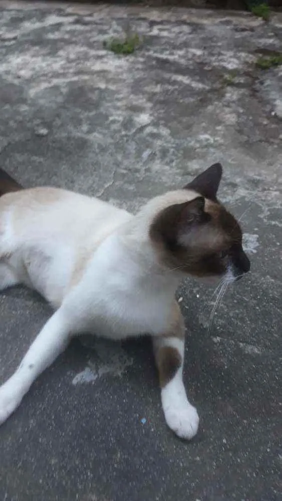 Gato ra a Mestiça de siamês idade  nome Bella