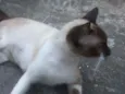 Bella