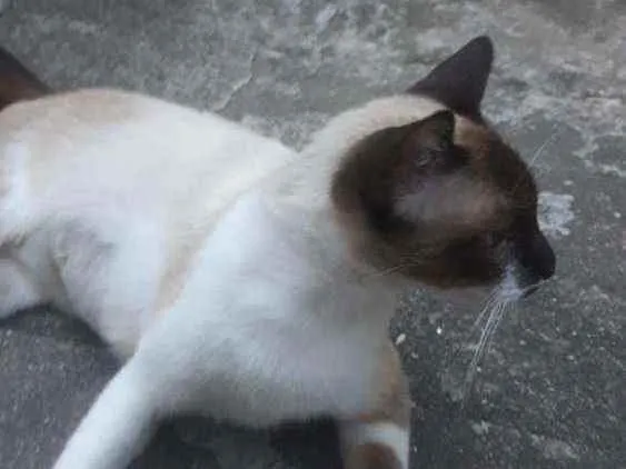 Gato ra a Mestiça de siamês idade  nome Bella