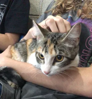 Gato raça  idade 7 a 11 meses nome Chica
