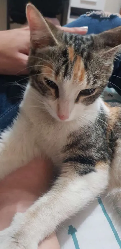 Gato ra a  idade 7 a 11 meses nome Chica
