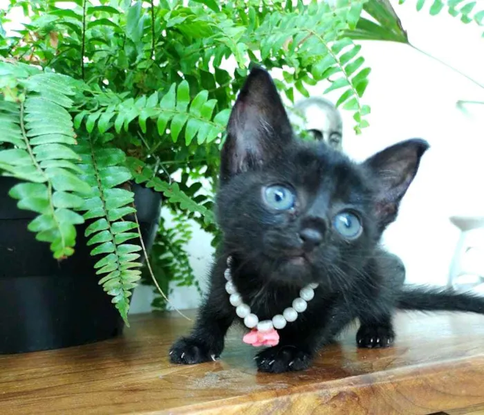 Gato ra a  idade Abaixo de 2 meses nome Filhotes Monique