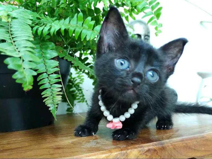 Gato ra a  idade Abaixo de 2 meses nome Filhotes Monique