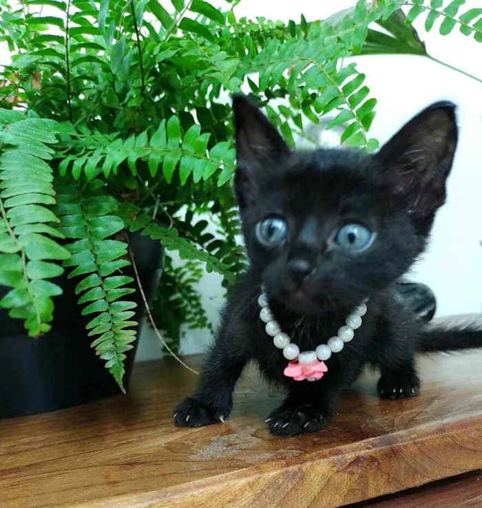 Gato ra a  idade Abaixo de 2 meses nome Filhotes Monique
