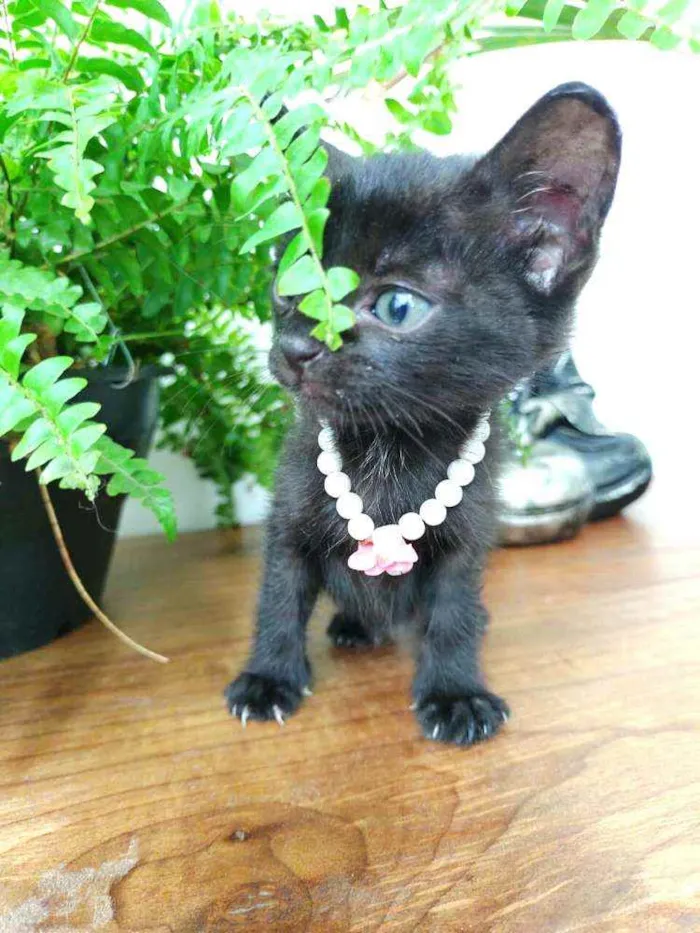 Gato ra a  idade Abaixo de 2 meses nome Filhotes Monique