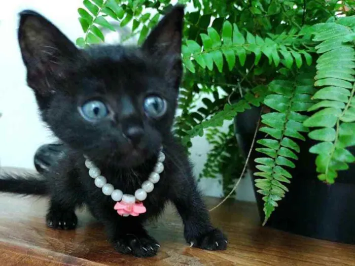 Gato ra a  idade Abaixo de 2 meses nome Filhotes Monique