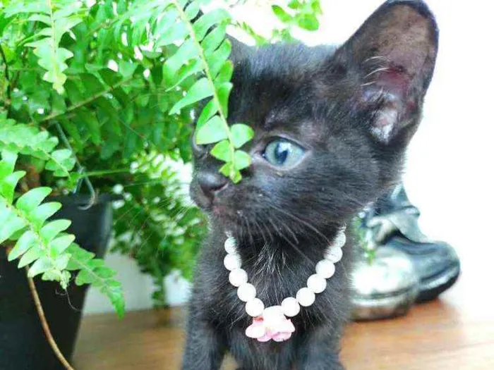 Gato ra a  idade Abaixo de 2 meses nome Filhotes Monique