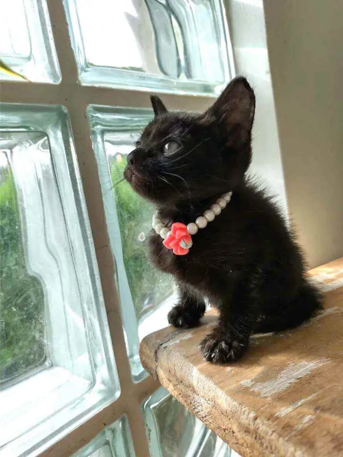 Gato ra a  idade Abaixo de 2 meses nome Filhotes Monique
