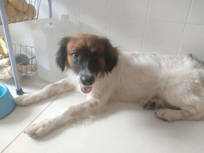 Cachorro raça SRD-ViraLata idade 1 ano nome Bethoven