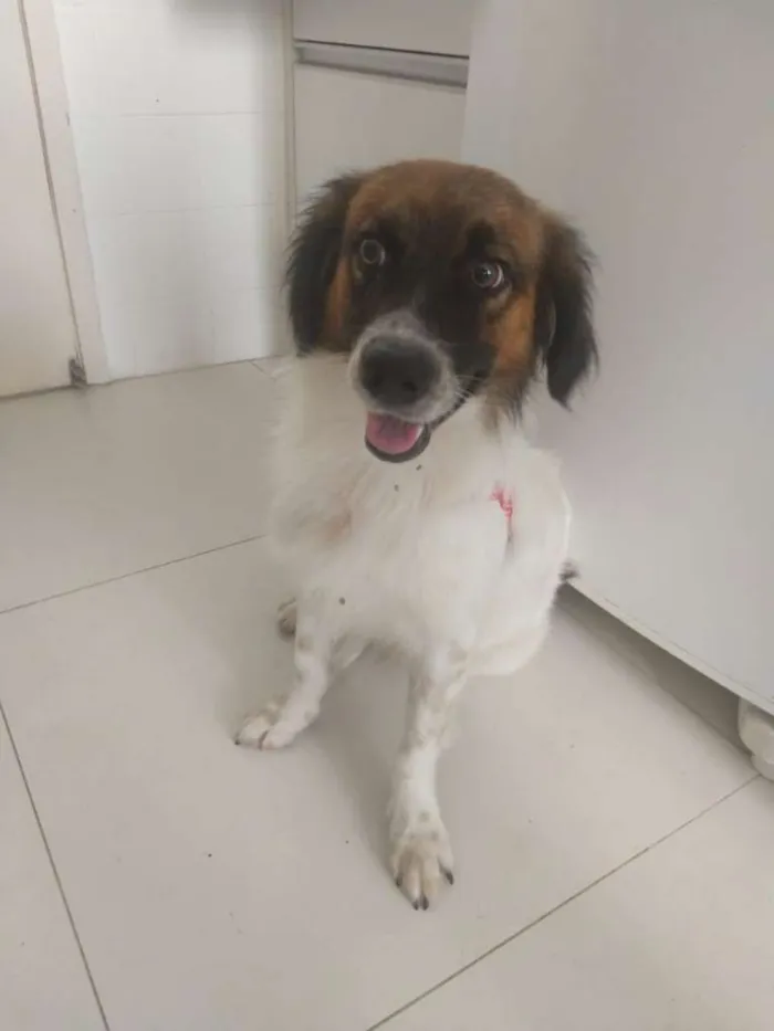 Cachorro raça SRD-ViraLata idade 1 ano nome Bethoven