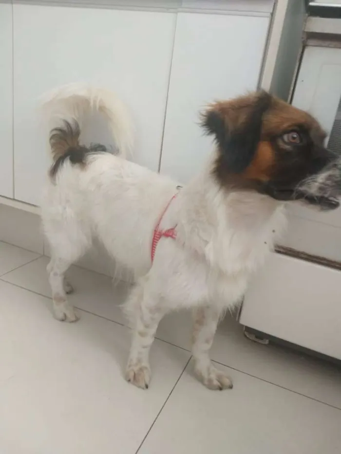 Cachorro raça SRD-ViraLata idade 1 ano nome Bethoven