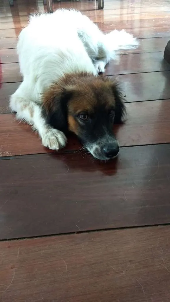 Cachorro raça SRD-ViraLata idade 1 ano nome Bethoven