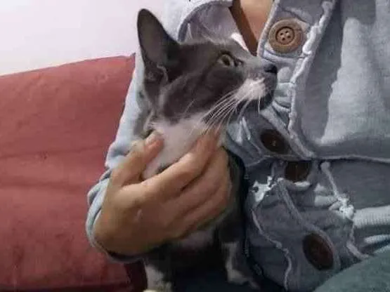 Gato ra a Vira lata idade 1 ano nome Não tem