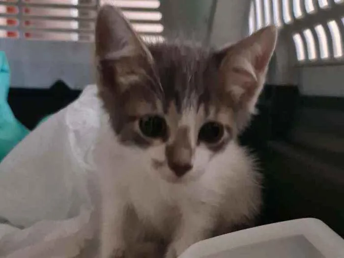 Gato ra a SRD idade Abaixo de 2 meses nome Airon