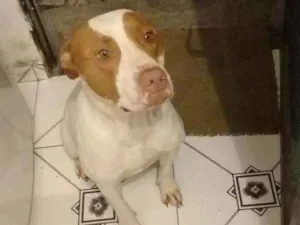 Cachorro raça Pitbull idade 6 ou mais anos nome Shiva