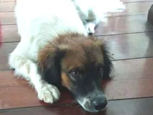 Cachorro raça SRD-ViraLata idade 1 ano nome Bethoven