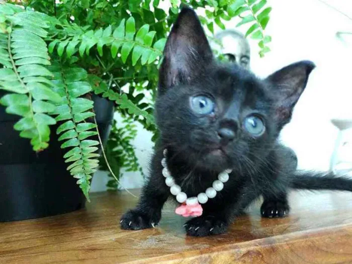 Gato ra a  idade Abaixo de 2 meses nome Filhotes Monique