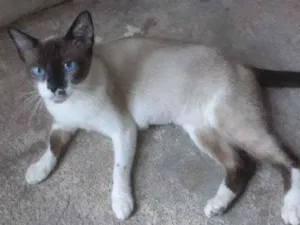 Gato raça Mestiça de siamês idade  nome Bella