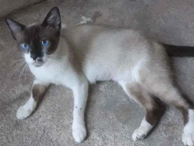 Gato ra a Mestiça de siamês idade  nome Bella