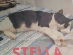 Gato raça SRD-ViraLata idade 2 anos nome Stella