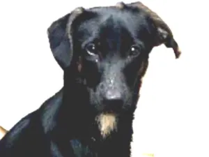 Cachorro raça Srd idade 7 a 11 meses nome Bento 