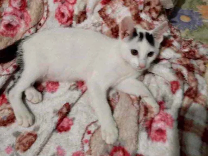 Gato raça Srd idade Abaixo de 2 meses nome Filhotes 