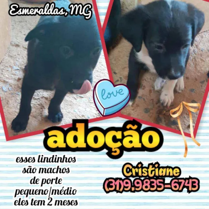 Cachorro raça SRD idade 2 a 6 meses nome Barney E Fred 