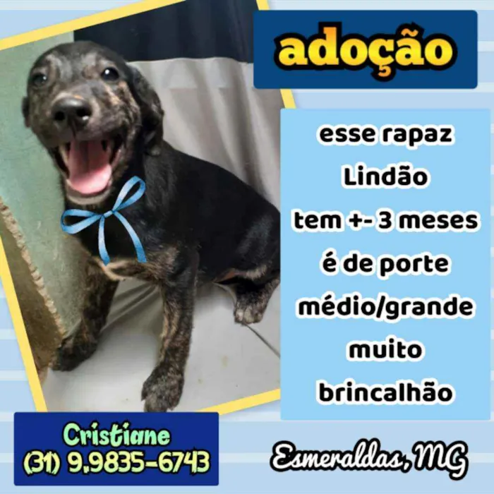 Cachorro raça SRD idade 2 a 6 meses nome Big Z