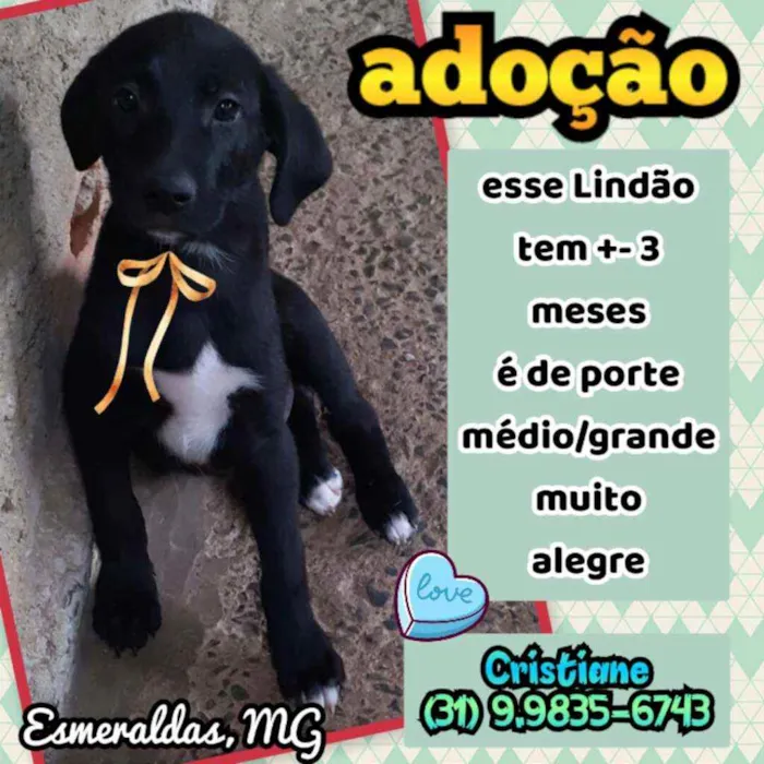 Cachorro raça SRD idade 2 a 6 meses nome Thor