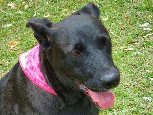 Cachorro raça SRD-ViraLata idade 2 anos nome ÁTILA