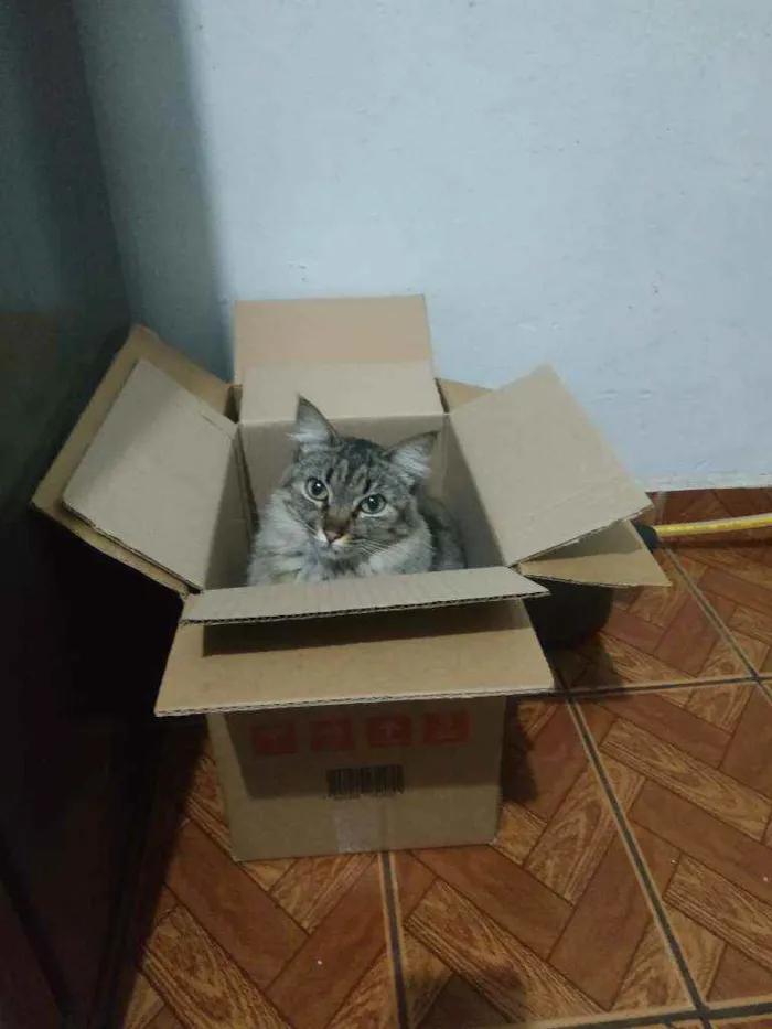 Gato ra a Normal idade 2 anos nome Não sei 