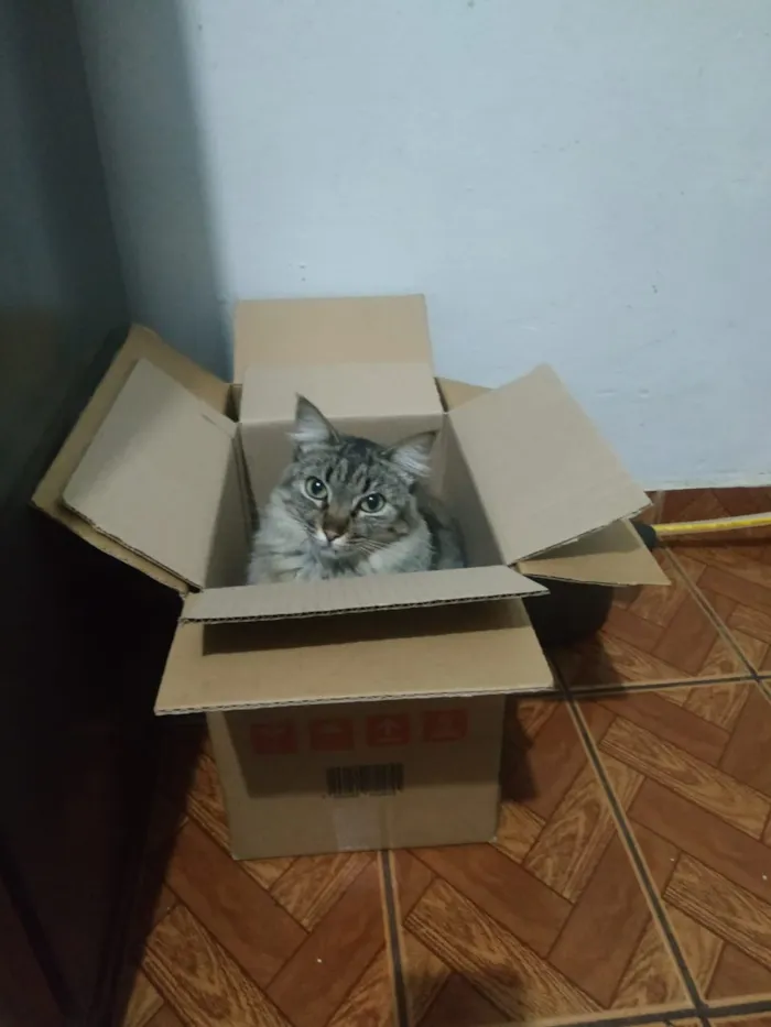 Gato ra a Normal idade 2 anos nome Não sei 