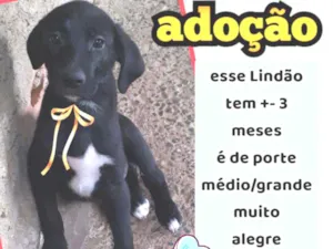 Cachorro raça SRD idade 2 a 6 meses nome Thor