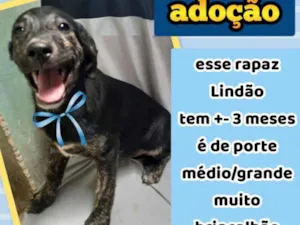 Cachorro raça SRD idade 2 a 6 meses nome Big Z