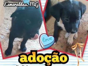 Cachorro raça SRD idade 2 a 6 meses nome Barney E Fred 