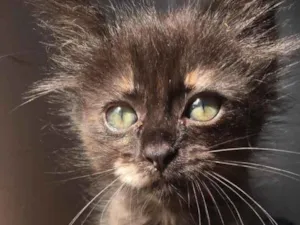 Gato raça Srd idade Abaixo de 2 meses nome Filhotes 