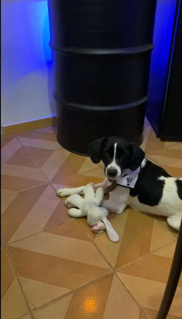 Cachorro raça SRD-ViraLata idade 1 ano nome Mickey