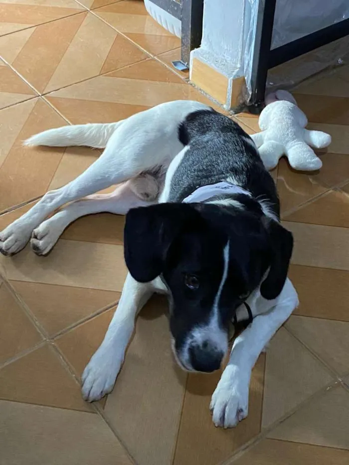 Cachorro raça SRD-ViraLata idade 1 ano nome Mickey
