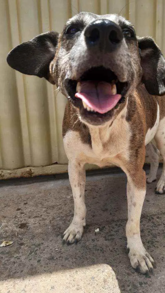 Cachorro ra a Vira lata idade 6 ou mais anos nome Não sei