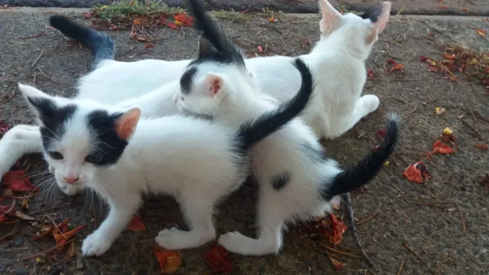 Gato raça Vira lata idade 2 a 6 meses nome Gato