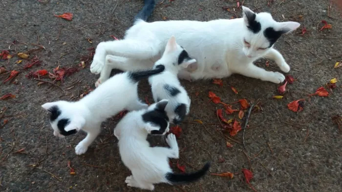 Gato raça Vira lata idade 2 a 6 meses nome Gato