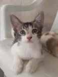 Tolò