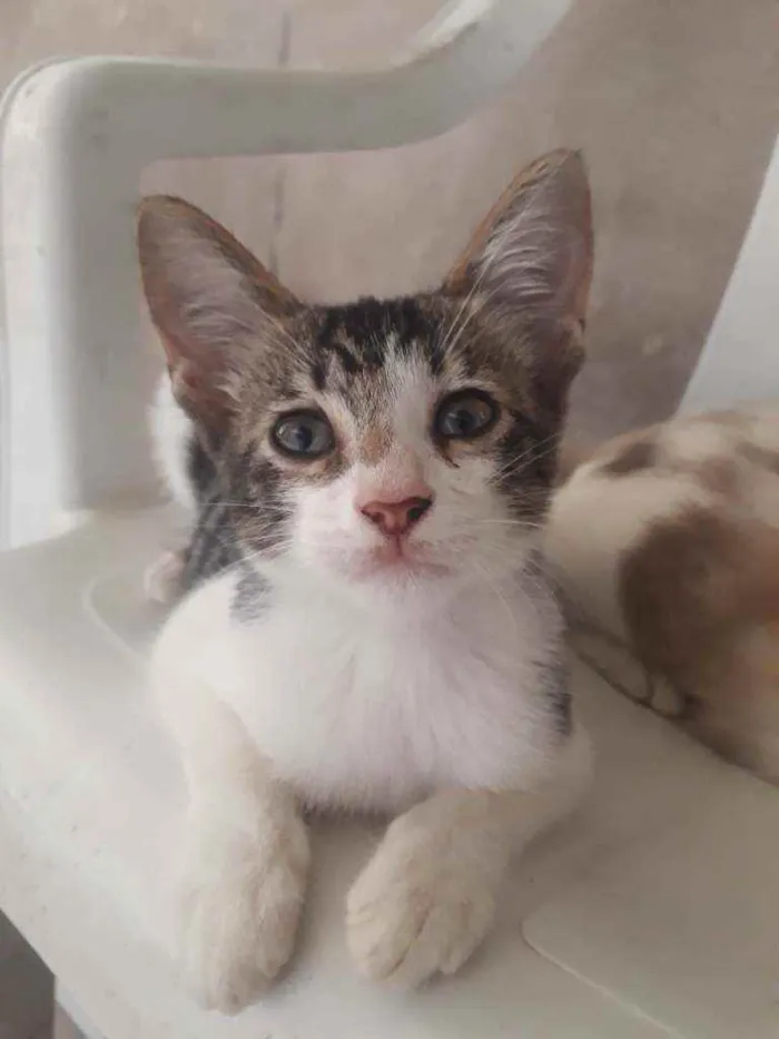 Gato raça Siamês misturado idade 2 a 6 meses nome Tolò