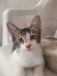 Tolò