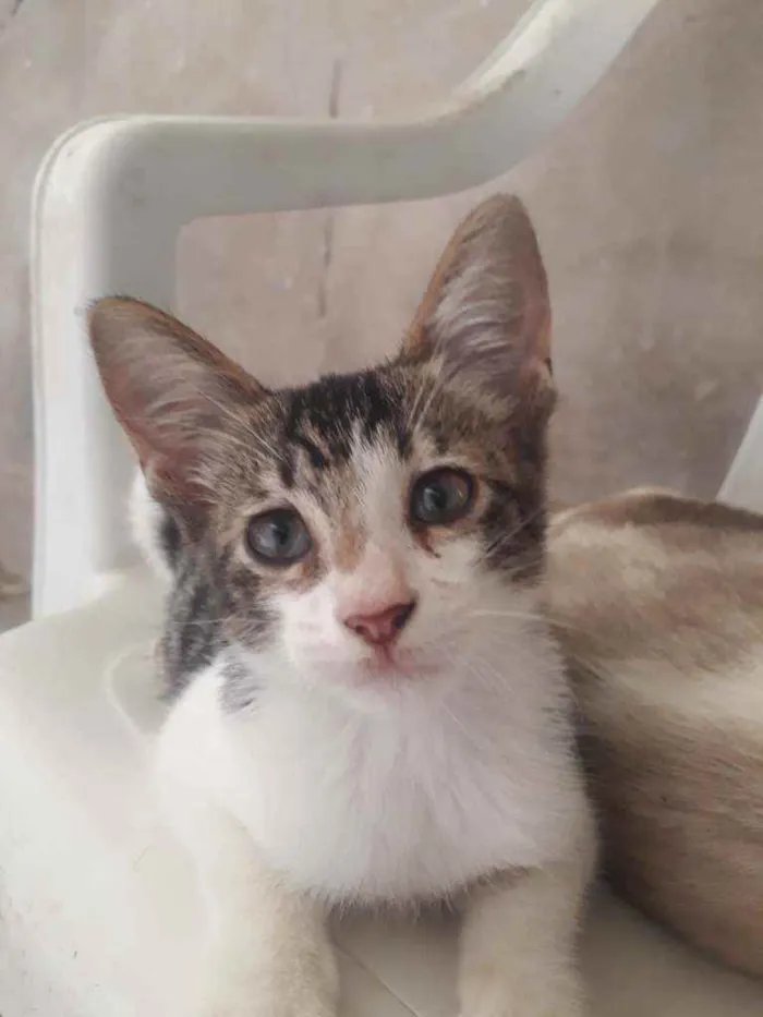 Gato raça Siamês misturado idade 2 a 6 meses nome Tolò